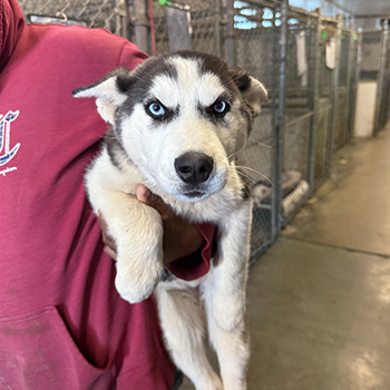 Fostering