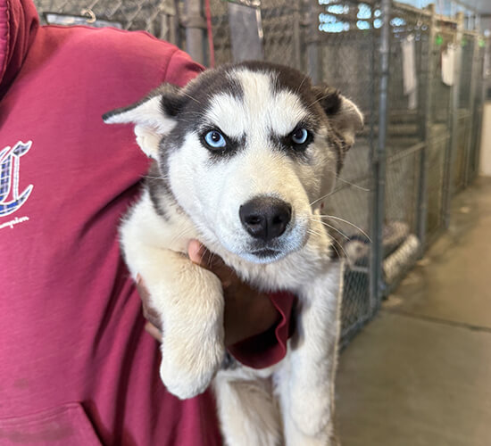 dog rescue fostering redding