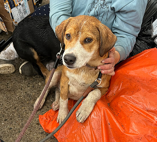 dog rescue fostering redding
