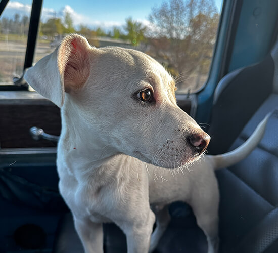 dog rescue fostering redding